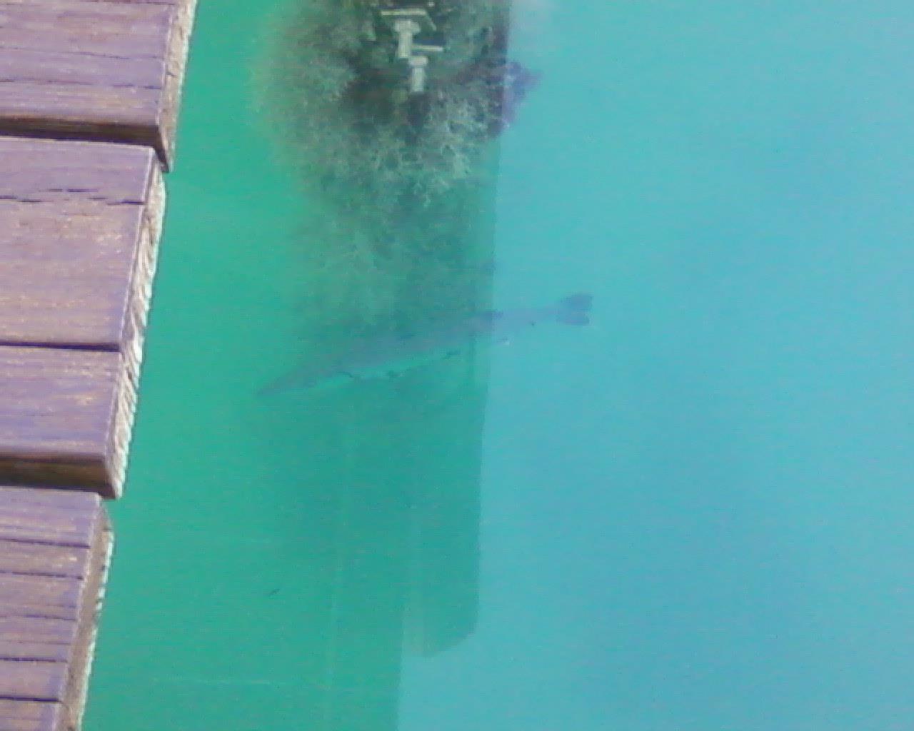 prin toate colturile lumii - bahamas 2011